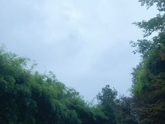 -铁山坪森林公园