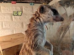-平行世界·猫咖(首经贸店)