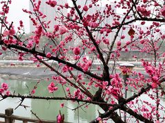 -望江楼公园