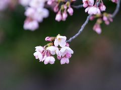 -顾村公园