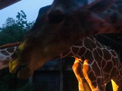 -清迈夜间动物园