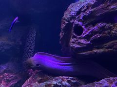 -暹罗海洋世界