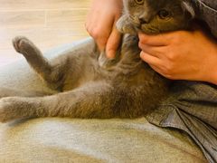 -猫大福·Fortune Cat猫舍(百子湾店)