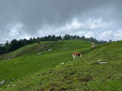 -老秃顶草原景区