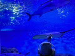 -上海海洋水族馆