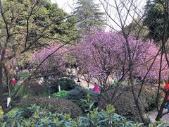 -南山植物园