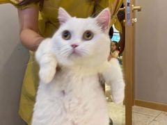 -飞行喵MR PILOT|猫舍·猫咖(静安大融城店)