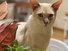 -Cappucimeow猫咪咖啡馆(韦伯时代店)