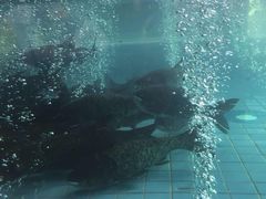 -力力渔港涉外店