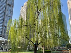 -陆家嘴中心绿地