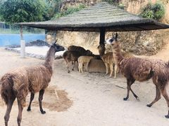 -泉州海丝野生动物世界