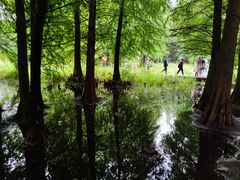 -溱湖国家湿地公园