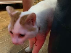 -舒小笼松针小笼包