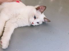 -猫友咖啡店(玉林西路店)