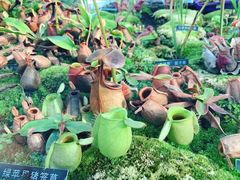 -国家植物园南园