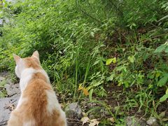 -阳台山自然风景区