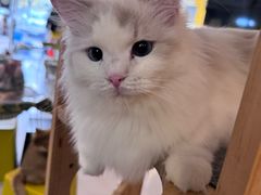 -平行世界·猫咖(首经贸店)