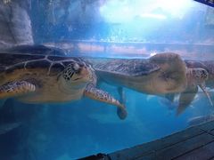 -烟台海昌鲸鲨海洋公园