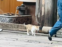 -塔巷