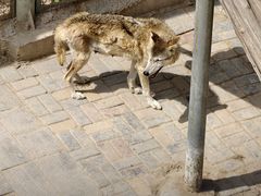 -青藏高原野生动物园