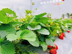 -光明小镇欢乐田园