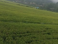 -南泥湾风景区