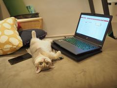 -东方名猫馆·英短金渐层布偶猫舍(环线广场1号楼店)