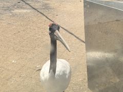 -盐城丹顶鹤湿地生态旅游区