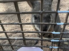 -费瑟代尔野生动物园