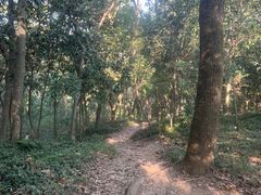 -上海佘山国家森林公园天马山园