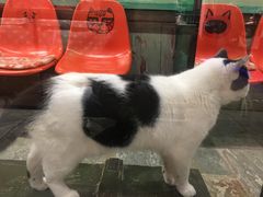 -猫咪博物馆(顶澳仔猫街店)