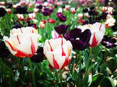 -洛阳郁金香牡丹园