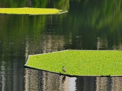 -重庆彩云湖湿地公园