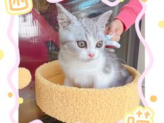 -翊宠yipet猫狗购宠庄园犬舍•猫舍