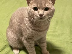 -纳吉亚猫专科动物诊疗中心(蒋宅口分院)