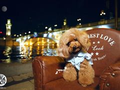 -超宠爱宠物摄影-Super pet