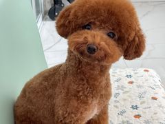 -BABYDOG宝贝狗宠物乐园(欧洲城店)