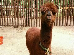 -洛阳白云山景区