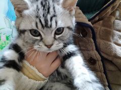 -喵zoo家庭繁育猫舍(尖东智能花园店)