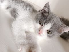 -东方名猫馆·英短金渐层布偶猫舍(环线广场1号楼店)