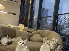 -怪兽屋·羊驼·猫咖·狗咖(俊华广场店)