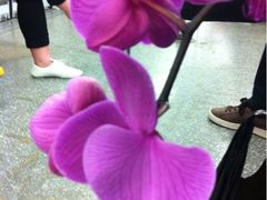 iphone_upload_pic-FEI FEI FLOWER鲜花店·气球派对·宝宝宴布置(虹口德必运动Loft店)