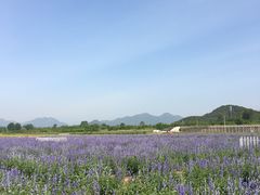 -北京东方普罗旺斯薰衣草庄园
