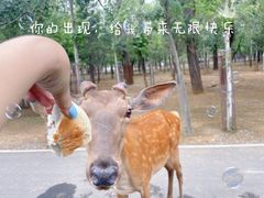 -秦皇岛野生动物园