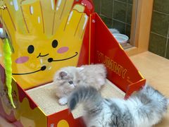 -帕帕拉兹宠物(亚洲旗舰店)