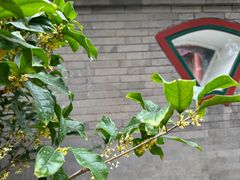 -宫事颐庭·老佛爷贵寿下午茶(颐和园店)