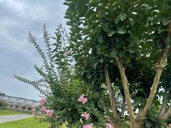 -武汉紫薇都市田园