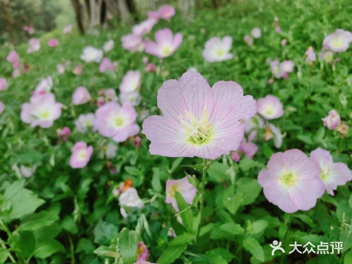 琴亭湖公园图片