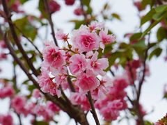 -天适樱花悠乐园