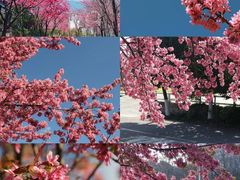 -大理.老字号渝记酸萝卜乌鱼(古城总店)